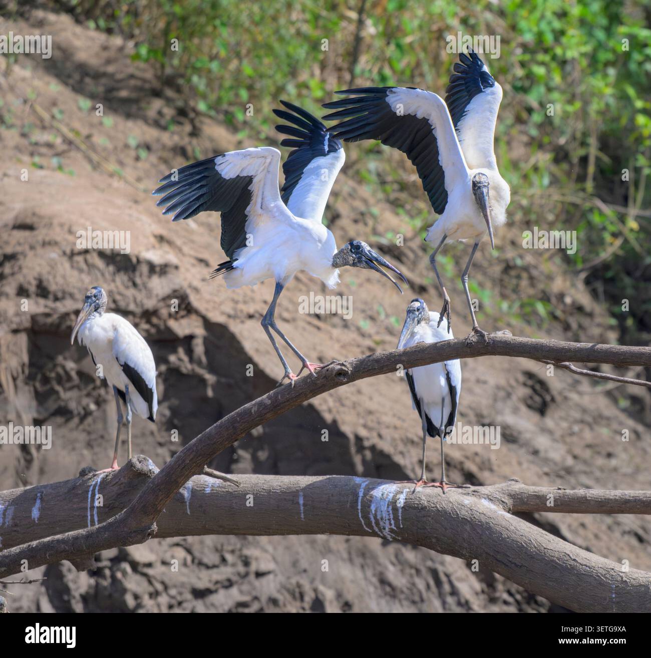 Le cicogne di legno (Mycteria americana) sulla riva del fiume Manu, Parco Nazionale di Manu, Perù. Foto Stock