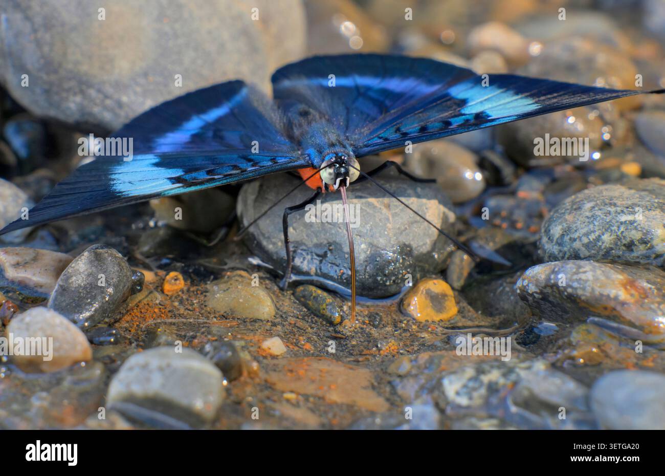 Farfalla rossa Flasher (panacea prola amazonica) maschio acqua potabile dalle rocce sulla riva del fiume madre de Dios, Parco Nazionale di Manu, Perù. Foto Stock