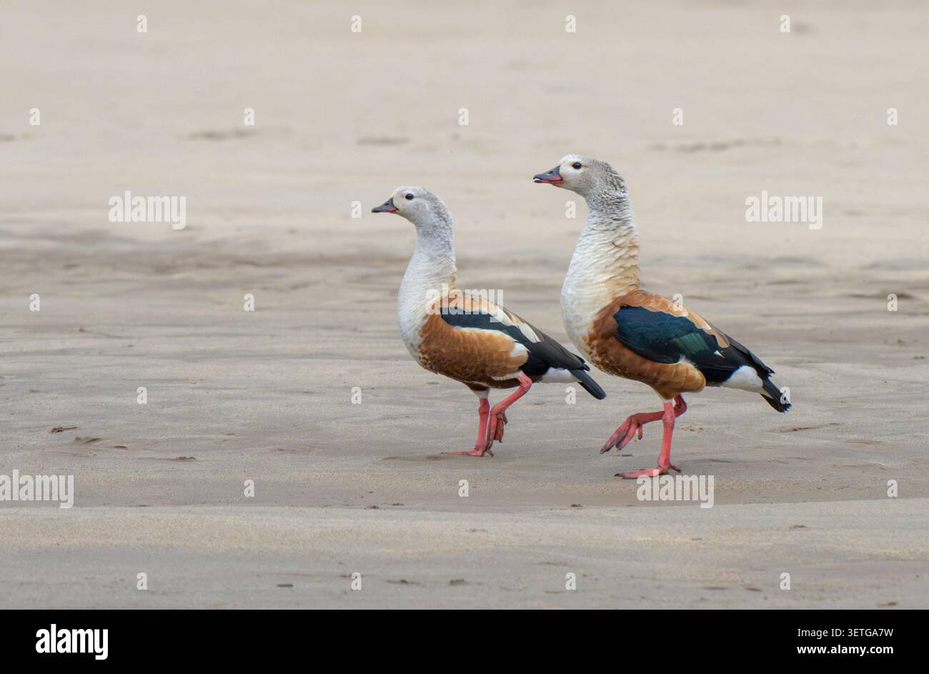 Un paio di oche Orinoco (Neochen jubata) sulla riva sabbiosa del fiume Manu, Parco Nazionale di Manu, Perù. Foto Stock