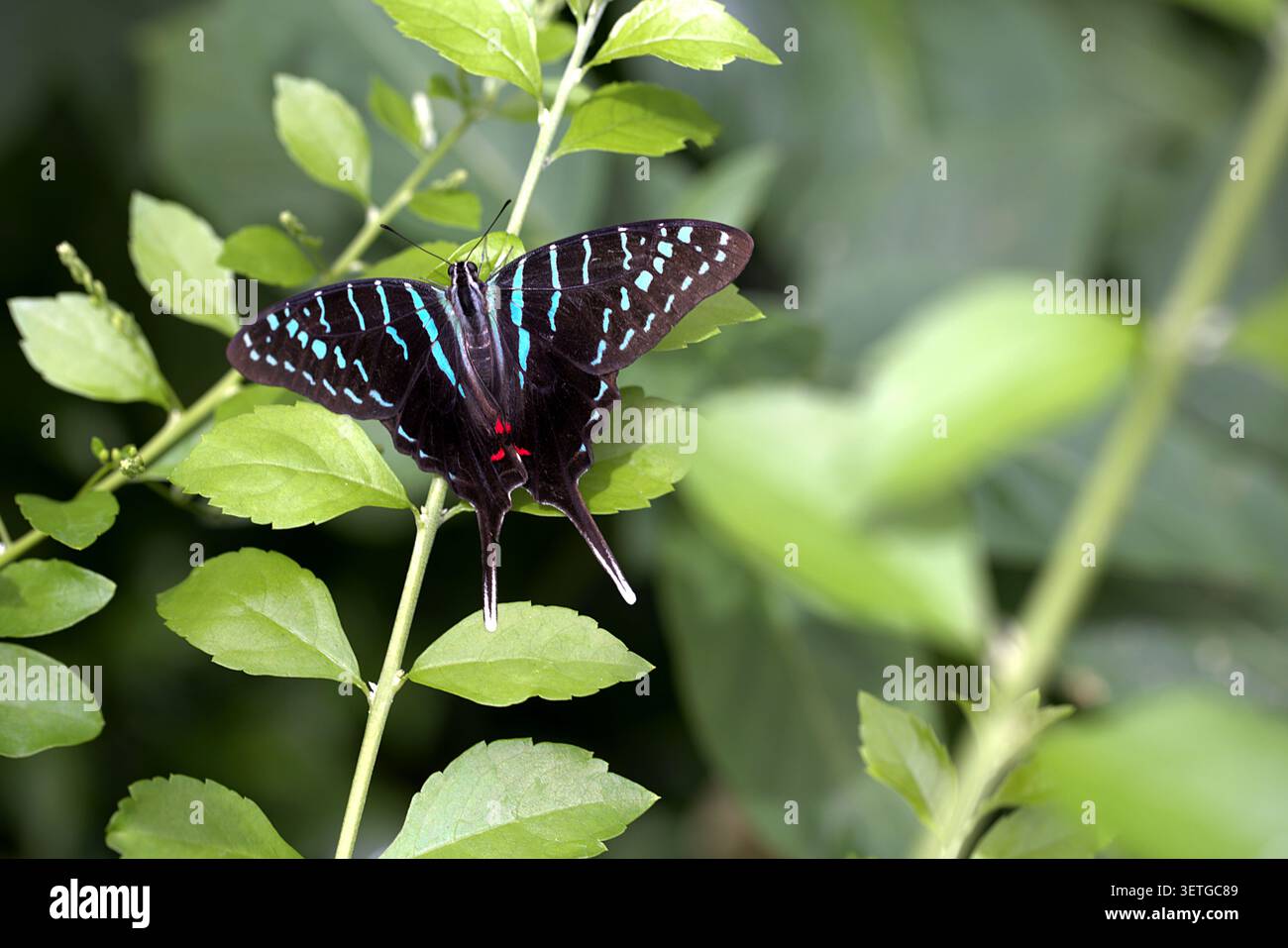 Farfalla Black Swordtail (Graphium colonna) con impressionanti strisce blu arroccate ad ala aperta su un vivace fogliame verde. Foto Stock