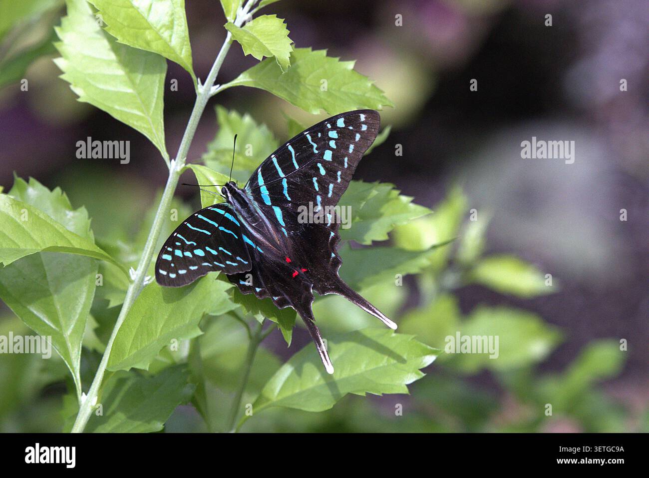 Primo piano di una farfalla Graphium colonna appoggiata su foglie verdi, che mostra le sue distintive fasce blu iridescenti e le lunghe code. Foto Stock