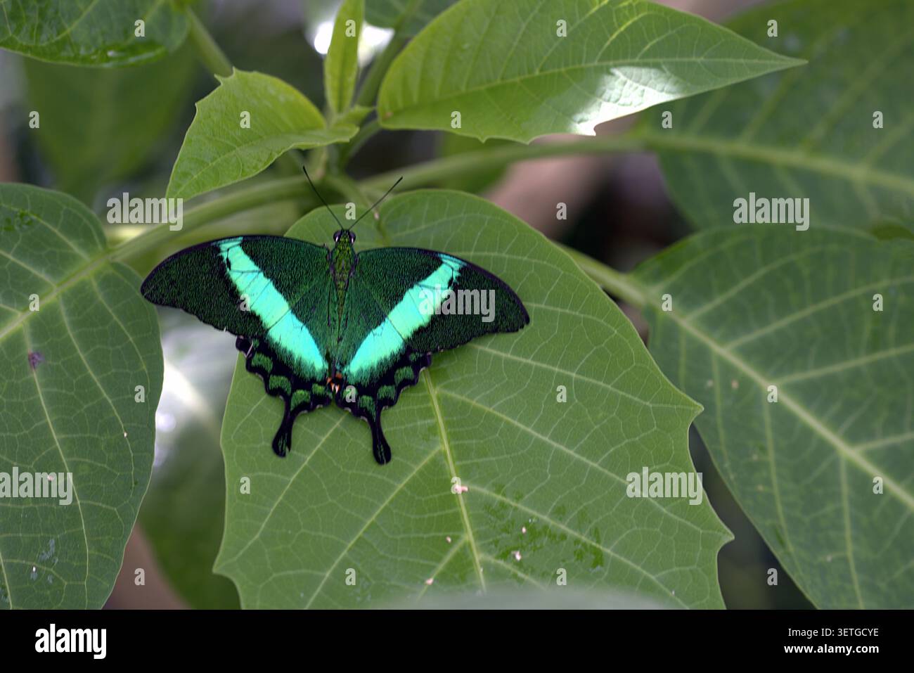 Splendida farfalla di coda di rondine di smeraldo (Papilio palinurus) che mostra le sue scintillanti bande verdi al neon mentre si riposa in piano su una grande foglia. Foto Stock