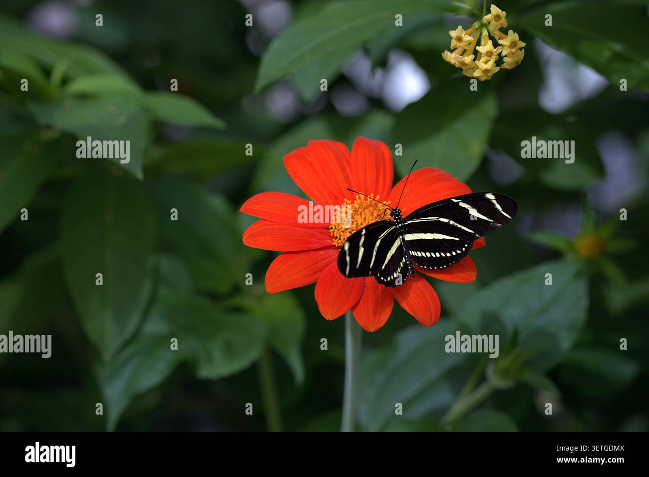 Zebra Longwing Butterfly (Heliconius charithonia) con impressionanti strisce bianche e nere che si nutrono di un vivace girasole messicano arancione. Foto Stock