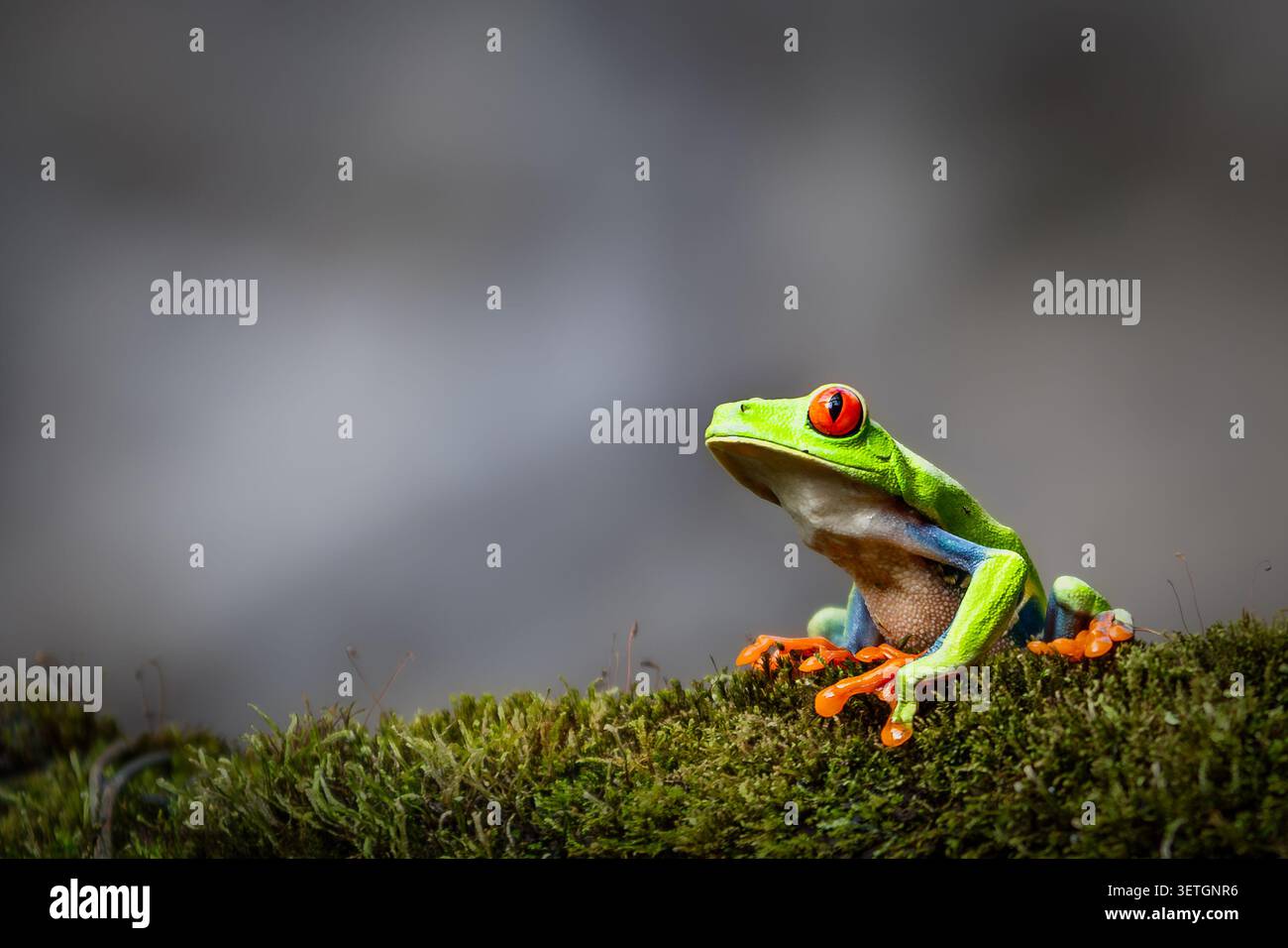 Rana arboricola dagli occhi rossi (Agalychnis callidryas) appollaiata su un tronco muschioso che guarda in alto nella foresta pluviale della Costa Rica. Foto Stock