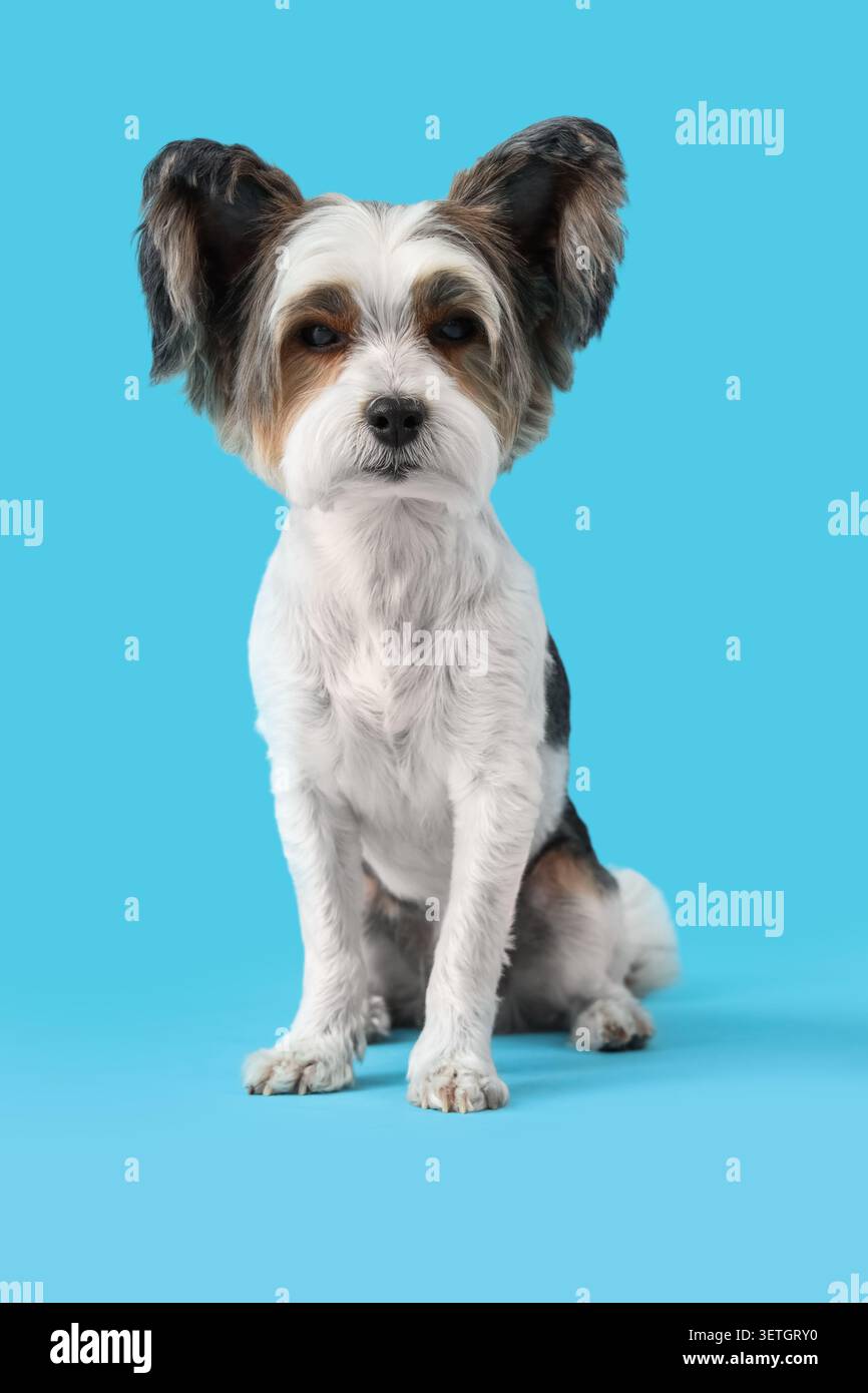 Carino cane Biewer Terrier seduto su sfondo blu Foto Stock