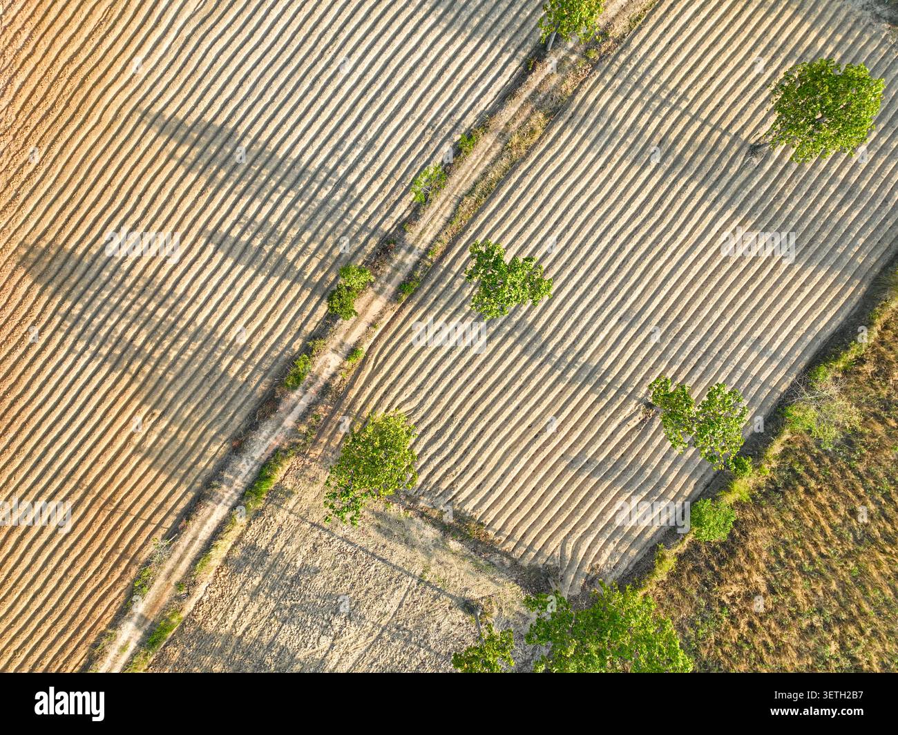 Vista aerea dei droni delle file di manioca organizzate a Isan Thailandia. Sicurezza trasparente della catena di approvvigionamento e tracciabilità degli alimenti bio-industriali per l'agricoltura globale Foto Stock
