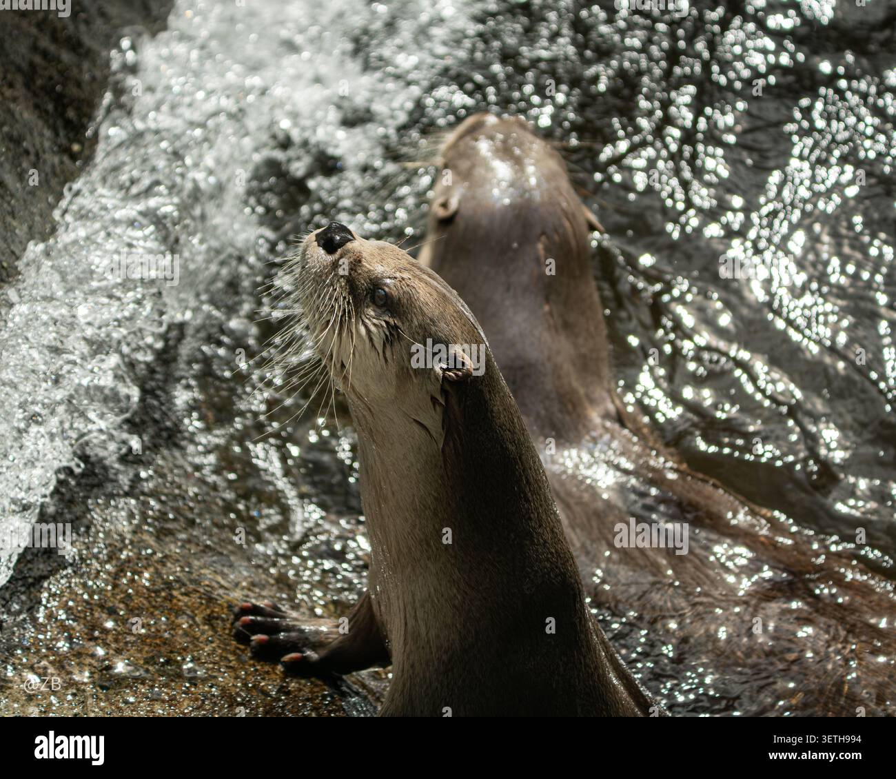 Due lontre si aprono su rocce bagnate accanto a una cascata scintillante, una che si estende verso l'alto verso la luce. Giocoso, curioso e selvaggio. Foto Stock