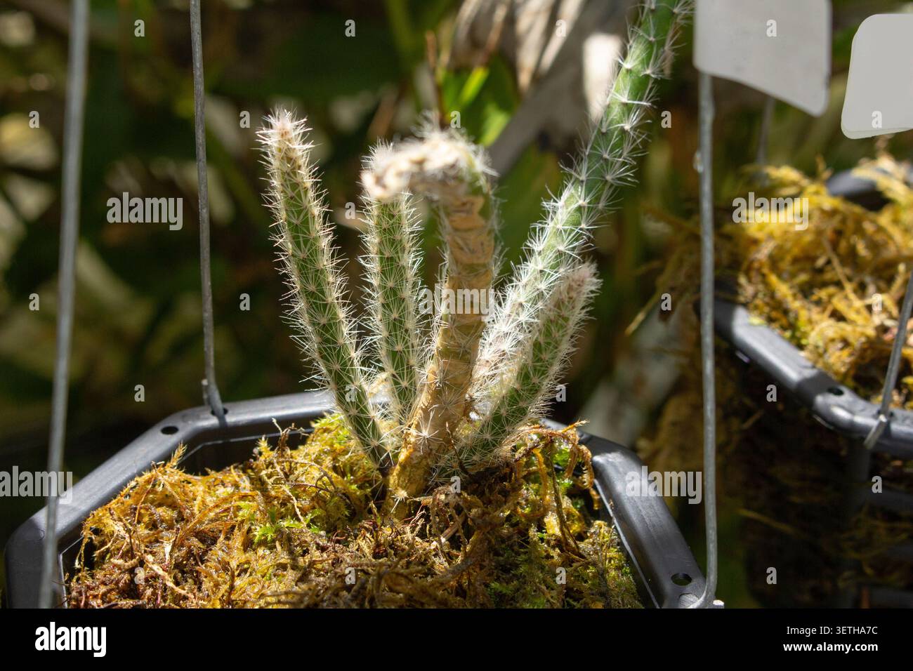 Una vista della pianta di cactus vischio. Foto Stock