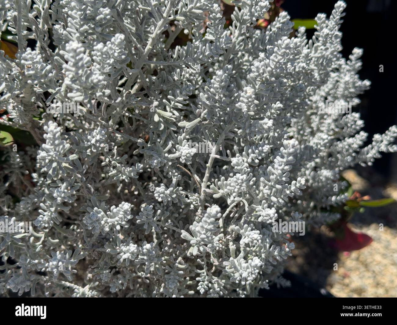 Una vista della pianta cespugliosa blu perla. Foto Stock