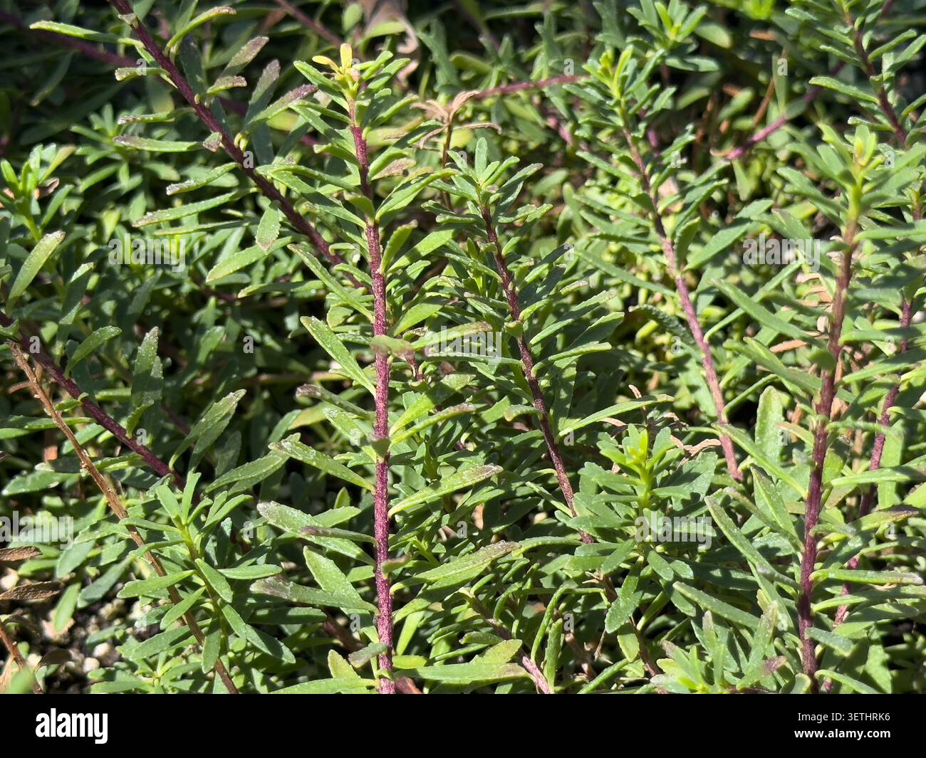 Una vista della pianta di myoporum rampicante bianca. Foto Stock