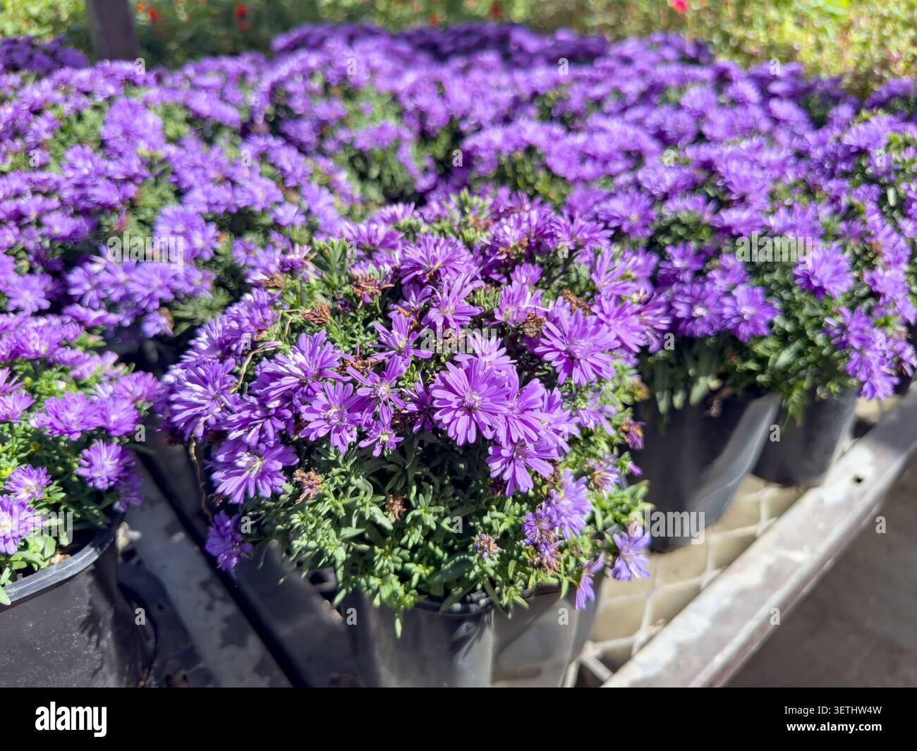 Una vista di diverse piante di aster di New York in vaso, viste nella nursery. Foto Stock