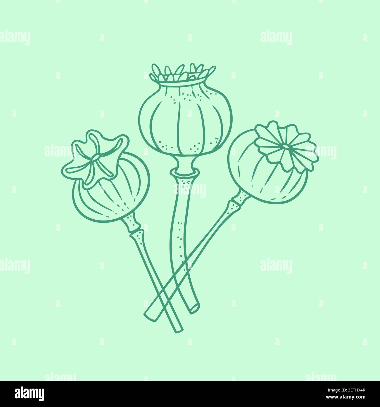 Cialde secche di semi di papavero su steli illustrazione botanica invernale organica art vettoriale. Tradizionale elemento di design orientale per il poster dei biglietti di auguri Illustrazione Vettoriale