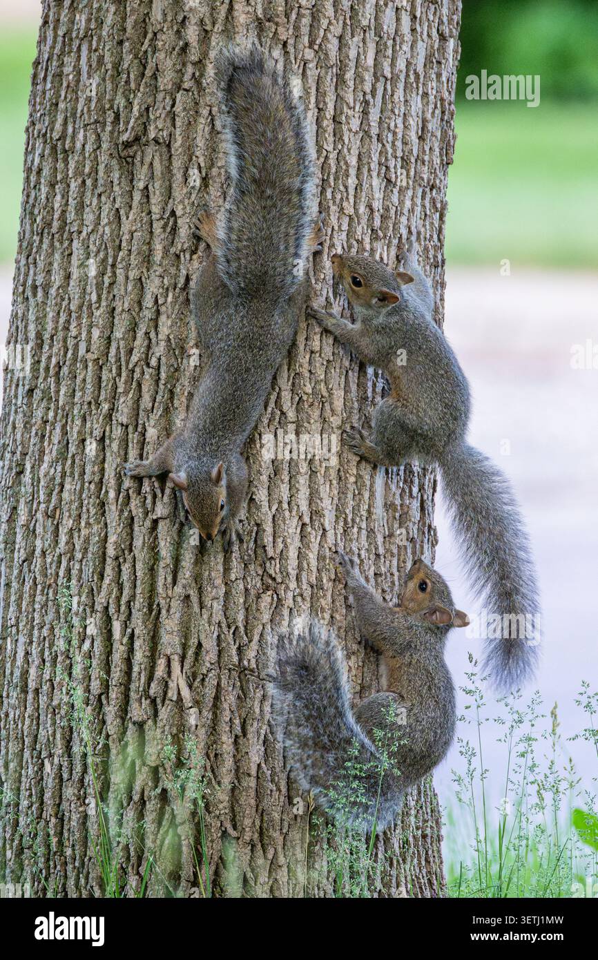Tre scoiattoli grigi si arrampicano sul tronco di un grande albero, mostrando le loro code cespugliose e il loro comportamento vigile in un ambiente naturale all'aperto. Foto Stock