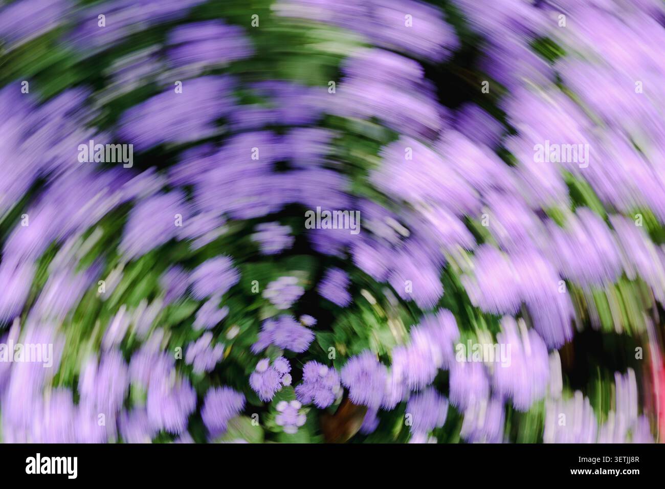 Sfocatura astratta di fiori viola e foglie verdi in un vortice circolare, creando uno sfondo da giardino da sogno con colori tenui e movimenti dinamici. Foto Stock