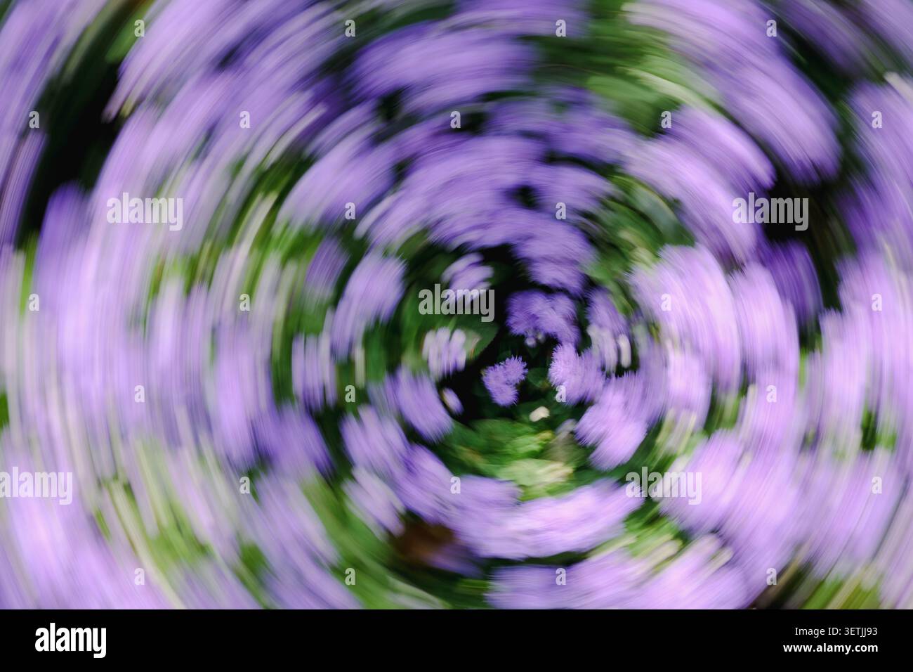 Turbinio astratto di fiori viola e foglie verdi in movimento sfocano, creando uno sfondo primaverile da sogno con colori tenui, movimenti circolari e artistici Foto Stock