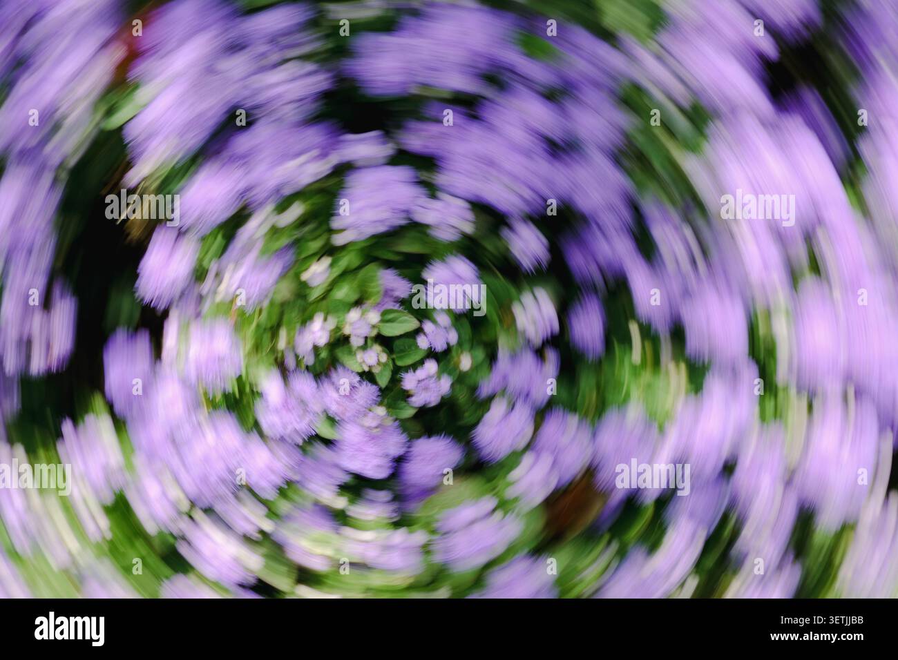 Sfocatura astratta di fiori viola e foglie verdi in un vortice circolare, creando uno sfondo da sogno nel giardino primaverile con colori tenui e movimento dinamico Foto Stock