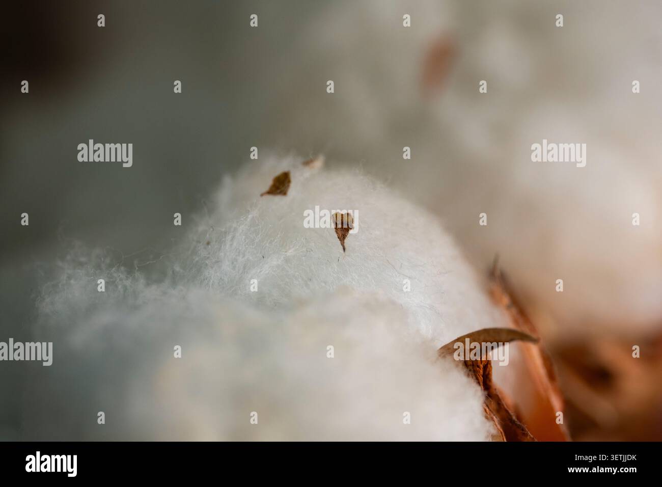Vista macro dettagliata delle morbide fibre di cotone naturale in un bolo di cotone aperto. Materie tessili organiche grezze utilizzate per tessuti, indumenti e prodotti sostenibili Foto Stock