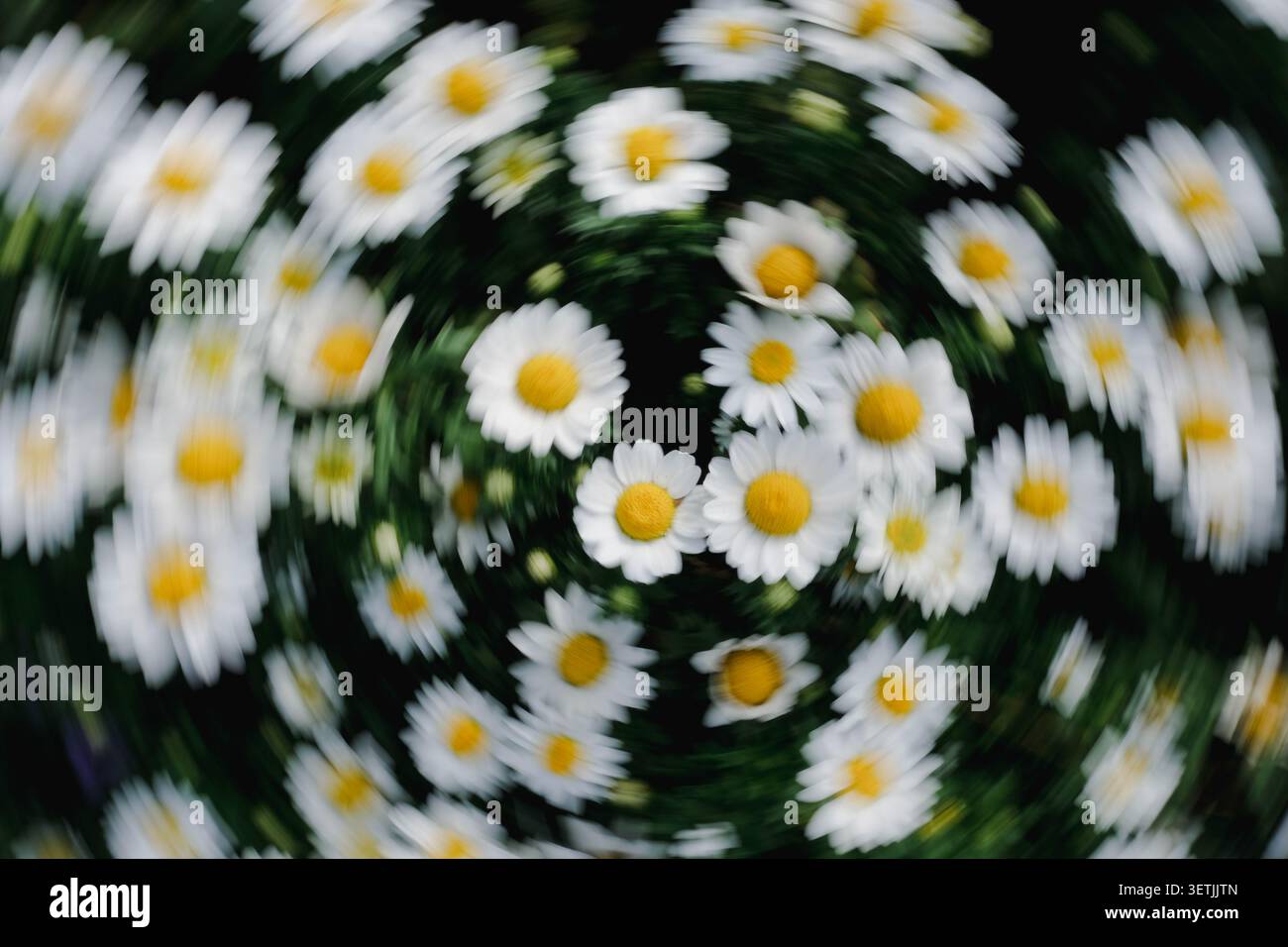 Fiori di margherita bianchi con centri gialli in un movimento vorticoso che crea un giardino da sogno con movimento, freschezza e una vivace primavera Foto Stock
