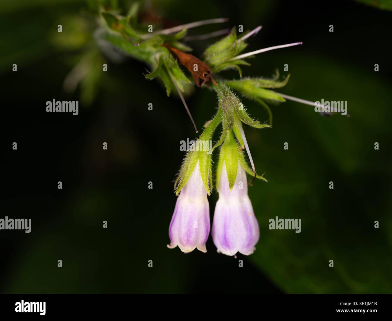 Viola Fiori comboriosi con piccolo insetto - Macro sinfonico in habitat naturale. Foto di alta qualità Foto Stock