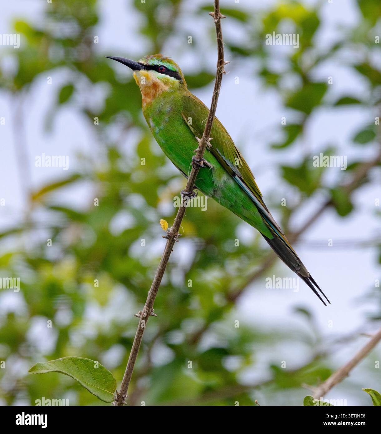 Il Blue-cheeked Bee-Eater è un migrante non riproduttore proveniente dall'Arabia. Si vendono insetti in grandi stormi e seguono le piogge in cerca di cibo. Foto Stock