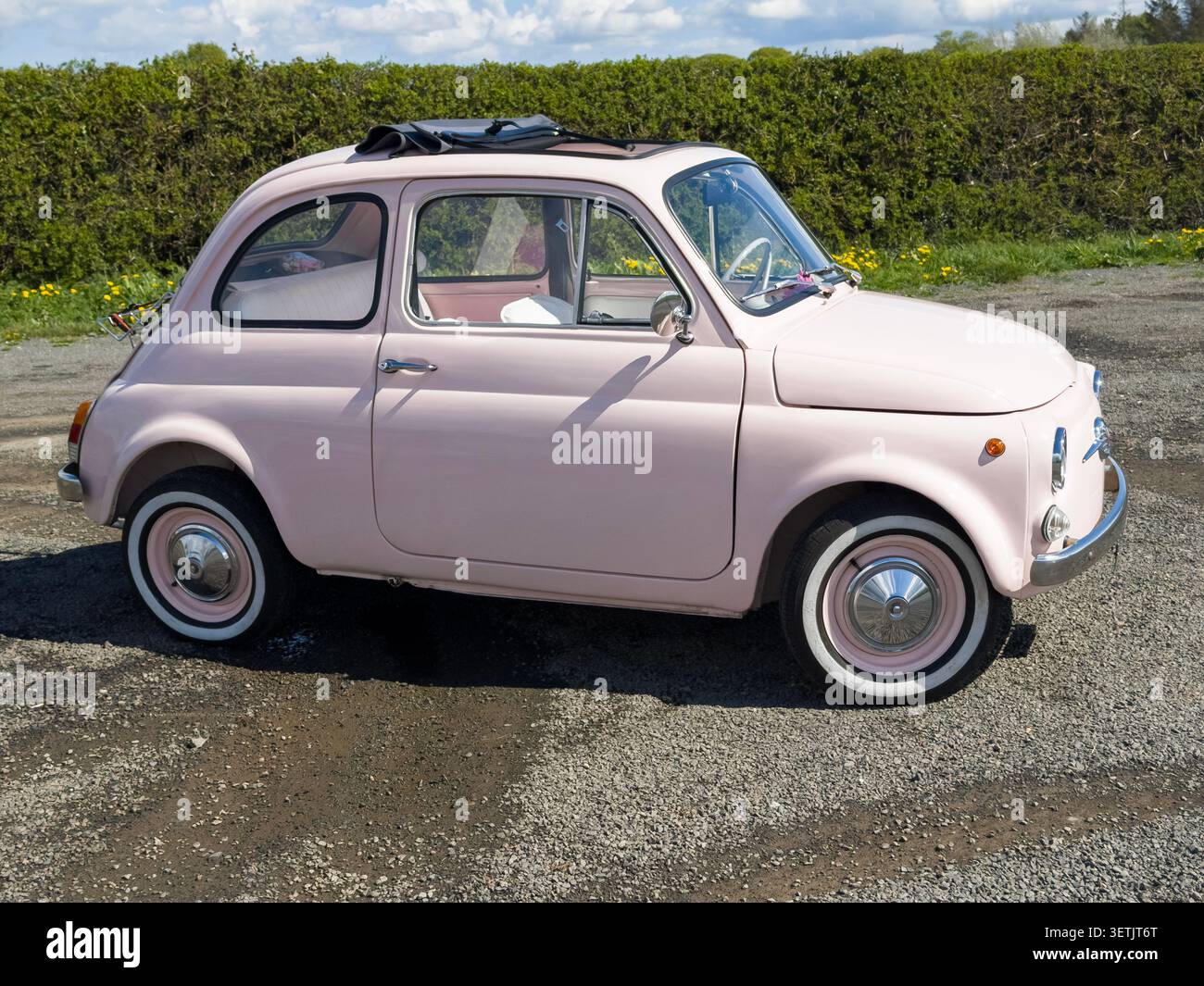 Classica Fiat 500 vintage degli anni '60 rosa pastello, parcheggiata su ghiaia e terra accanto a una siepe verde nel Regno Unito Foto Stock