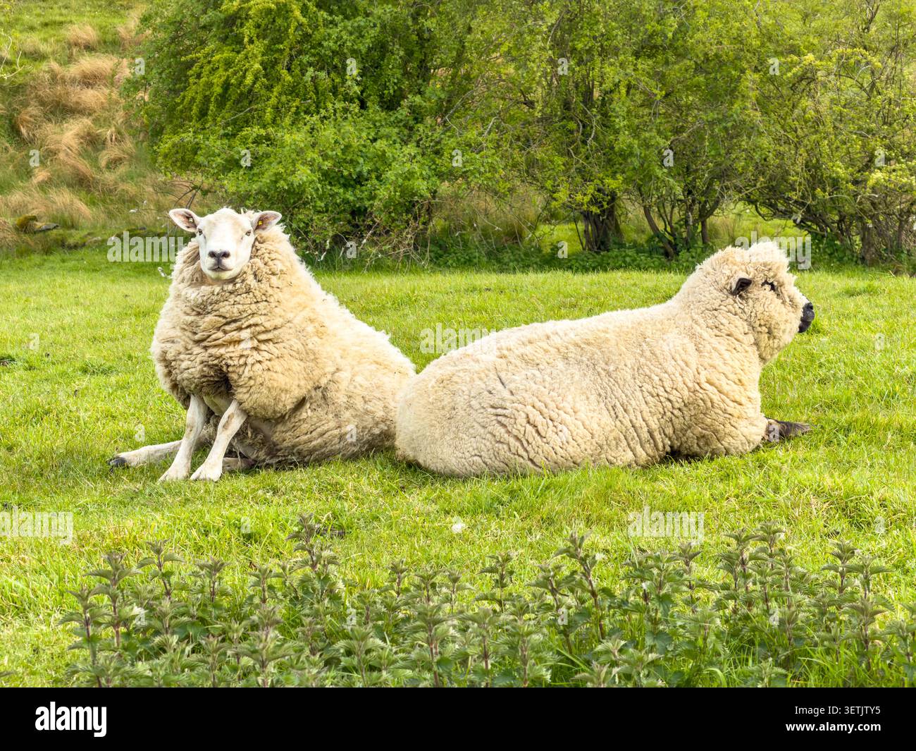 Due pecore lanugine che riposano su un pascolo verde nella campagna britannica con alberi e vegetazione sullo sfondo Foto Stock