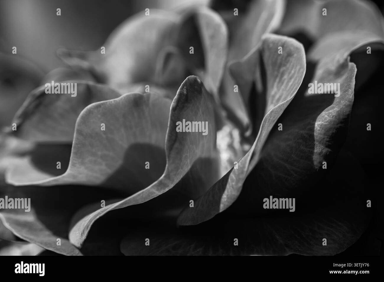 Abstract bianco e nero di petali di rosa con sfondo morbido Foto Stock