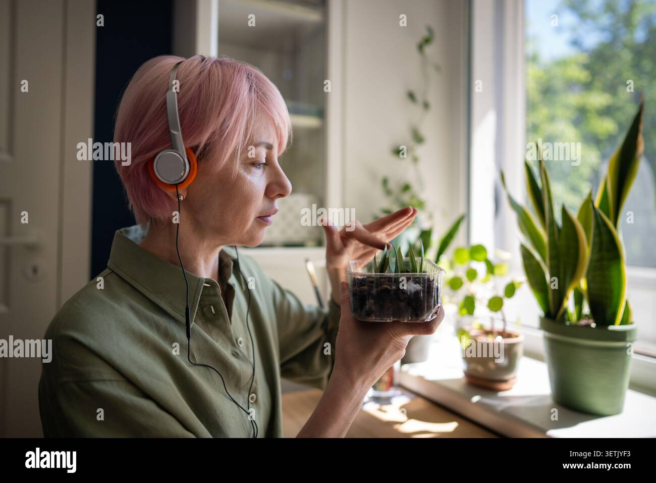 Donna matura amante delle piante che controlla lo stato di foglie di Zamioculcas piantate in contenitore con terreno Foto Stock