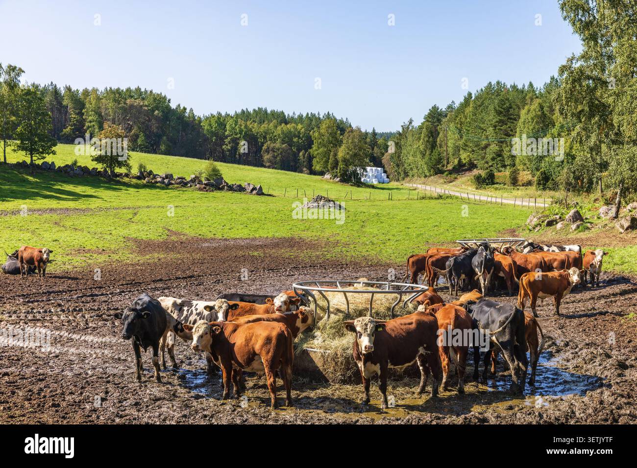 Bestiame durante l'alimentazione in un pascolo Foto Stock