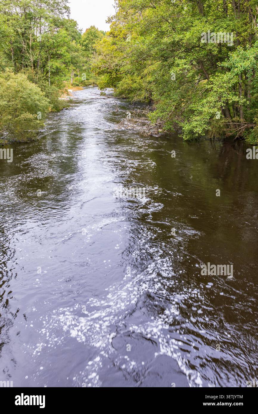 Acqua corrente in una lussureggiante foresta verde Foto Stock