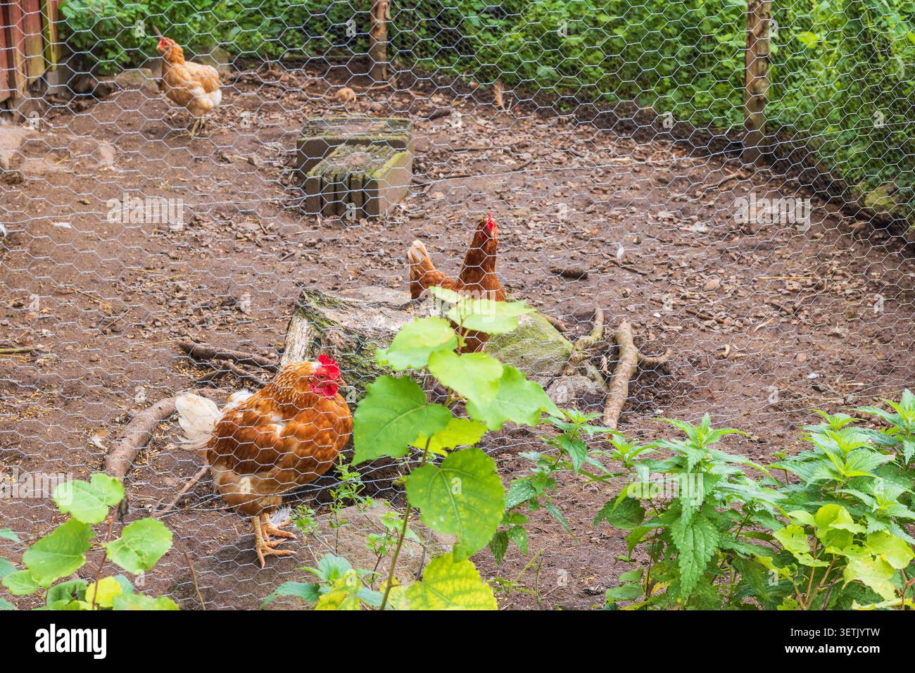 Galline in un hencoop Foto Stock