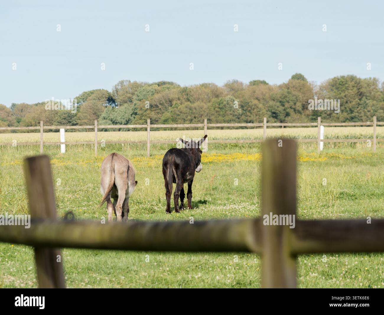 Due asini domestici (Equus africanus asinus) in un pascolo recintato nella campagna francese sotto un cielo limpido. Foto Stock