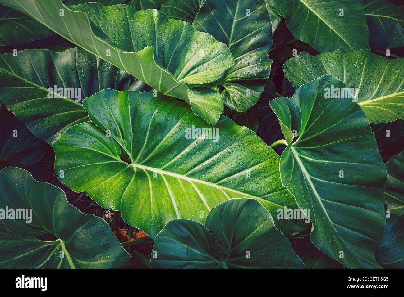 Foglie tropicali verdi e lussureggianti con gocce d'acqua Foto Stock