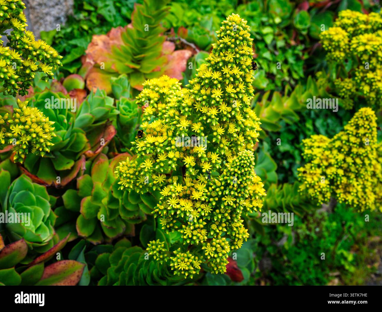 L'eonio è una pianta in fiore succulenta, normalmente originaria di Tenerife nelle Isole Canarie, ma vista qui a St Mary's, Isole Scilly. Foto Stock