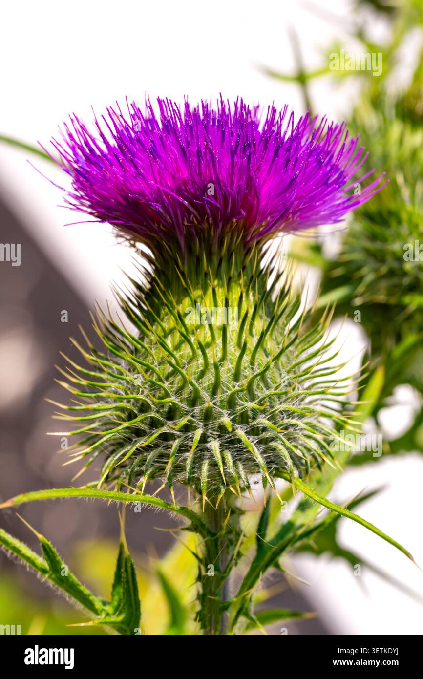 Un vivace cardo di lancia viola (Cirsium vulgare) in piena fioritura, i suoi sorprendenti fiori magenta coronano un bratto verde spinoso. Setole fini e spina affilata Foto Stock