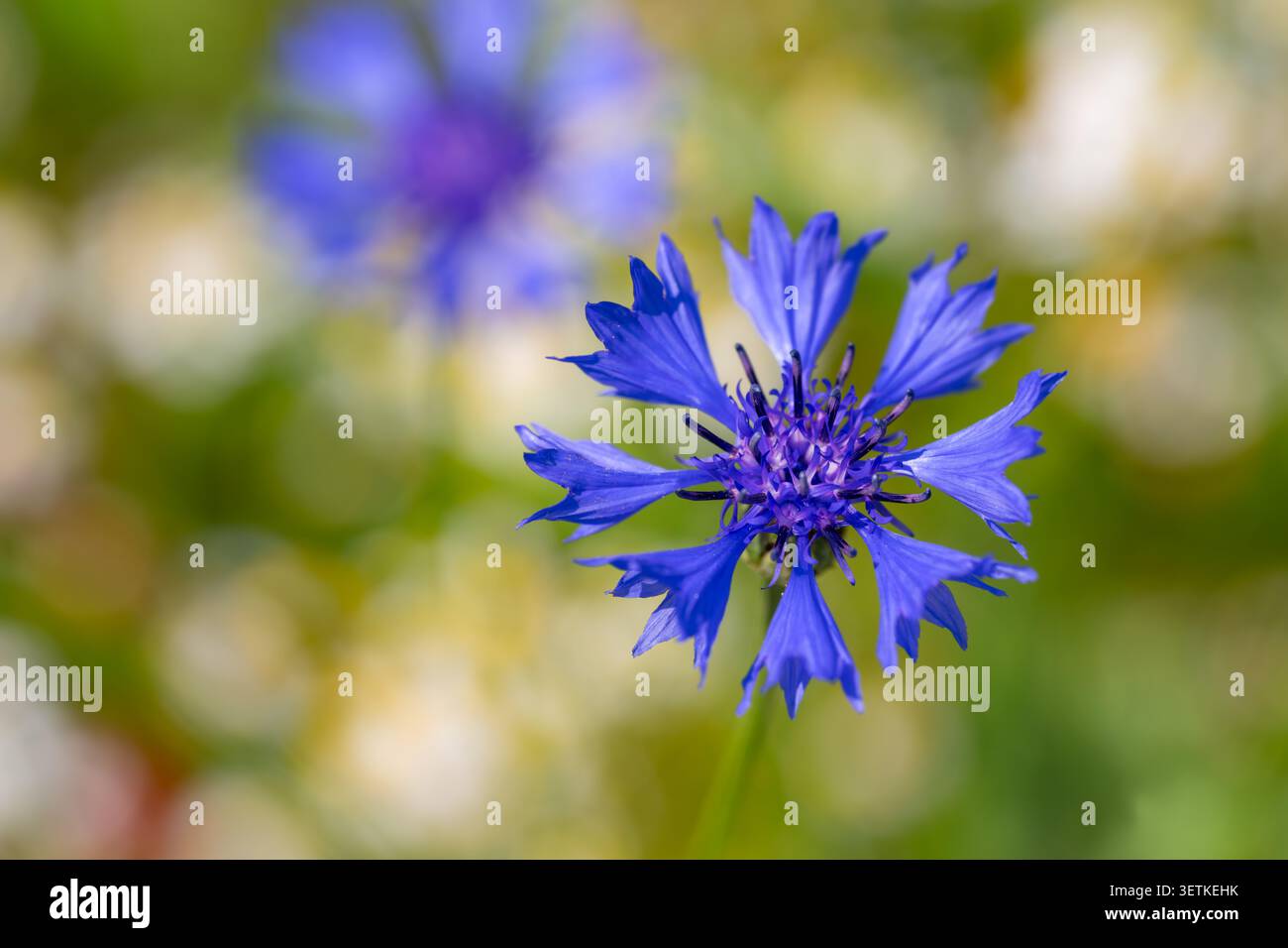 Fiordaliso in fiore (Cyanus segetum) con petali blu in primo piano alla luce del sole serale, noto come pulsante di scapolo. Prato a Iserlohn Sauerland Foto Stock