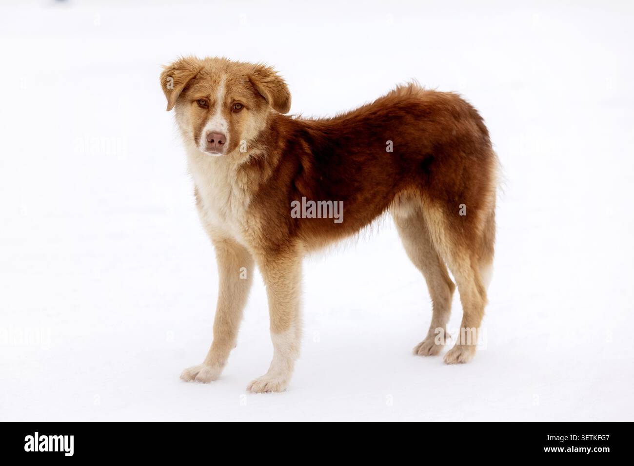 Cucciolo rosso marroni in piedi all'aperto sulla neve. Cane da strada di razza mista Foto Stock