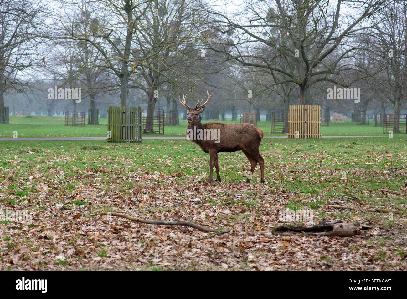Cervi rossi a Bushy Park, un Royal Park a Teddington, West London, Regno Unito Foto Stock