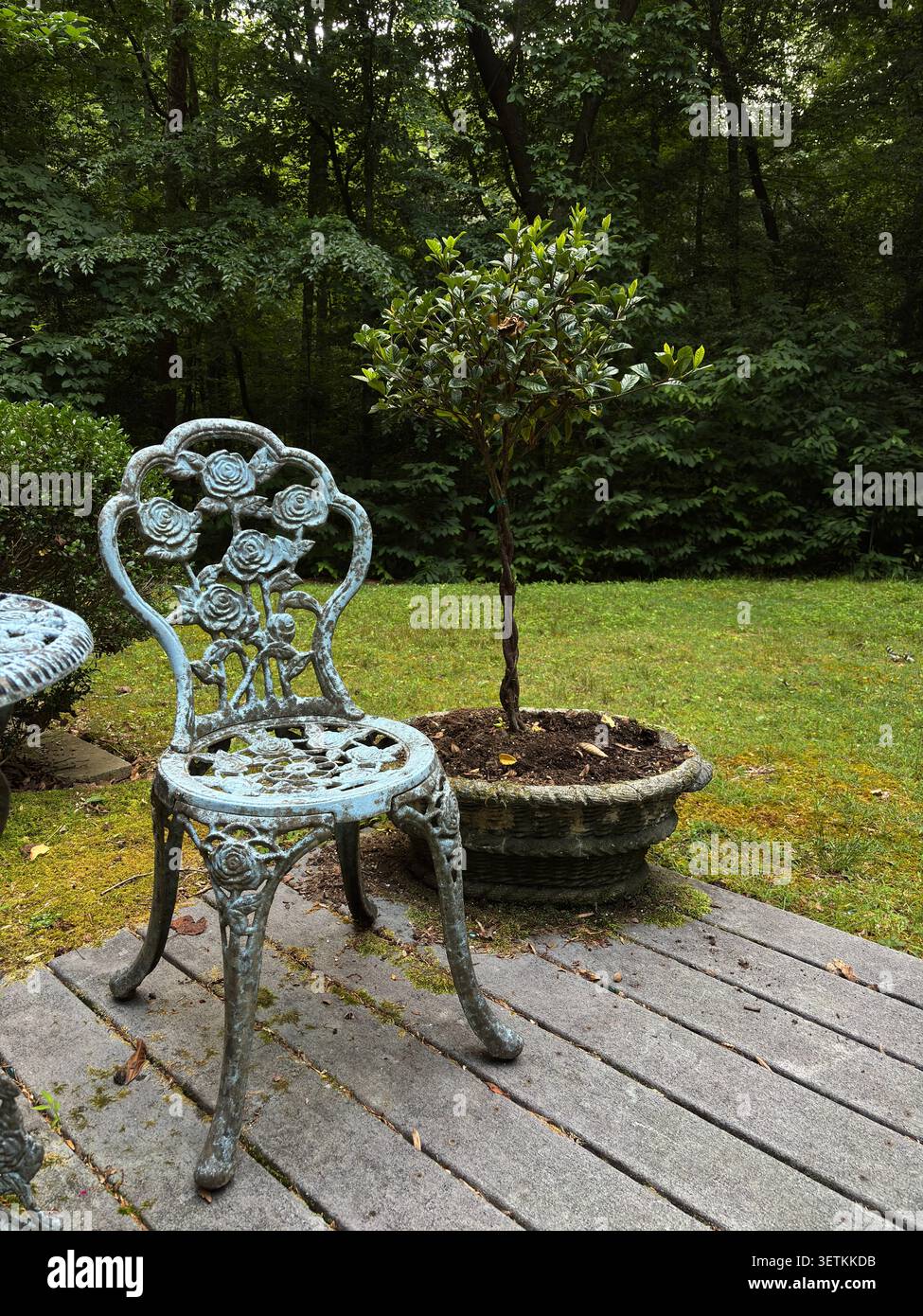 Sedia da giardino in ferro battuto vintage con motivi rosa su un patio in legno accanto a un albero in vaso Foto Stock