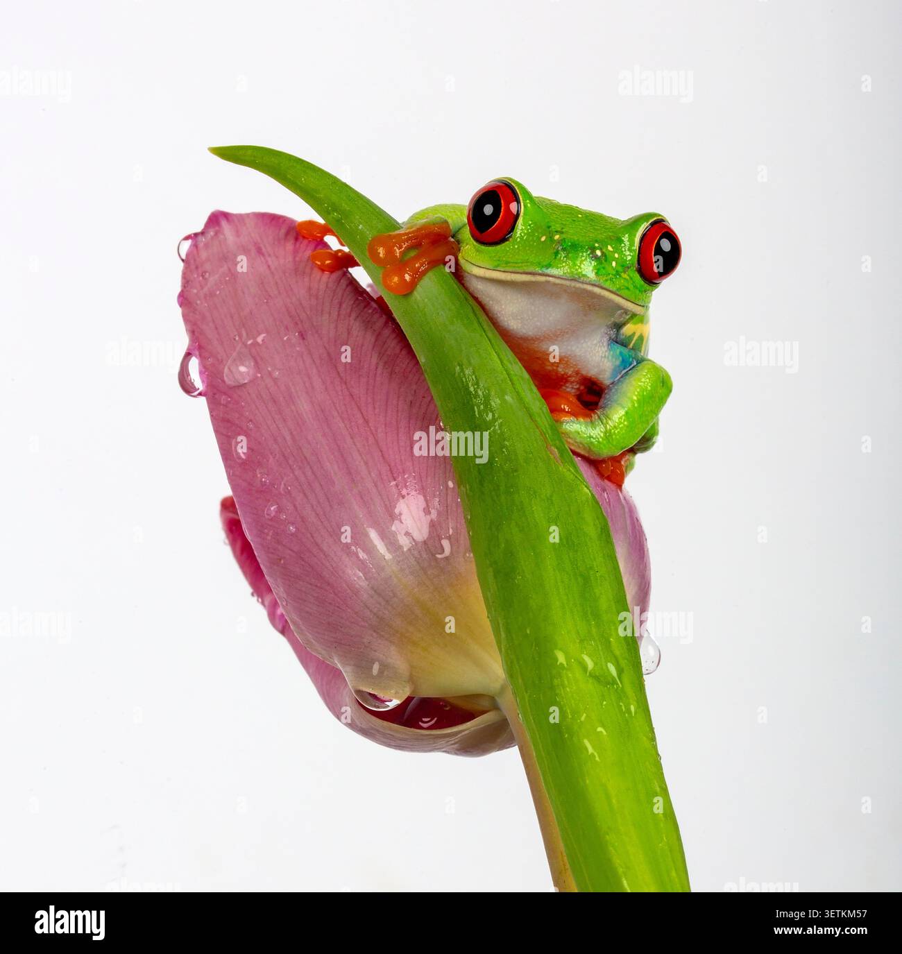 Rana arborea dagli occhi rossi arroccata su un tulipano rosa in erba su un semplice sfondo bianco vivace ritratto della fauna selvatica con un sorprendente colore naturale Foto Stock