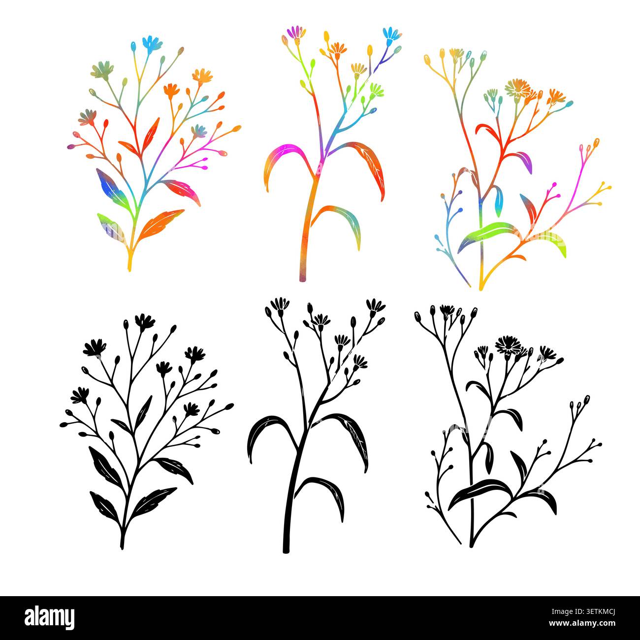Fiori minimalisti simili a margherita con fogliame vettore botanico di coreopsis linea di fiori arte stellarria fiori di fiori selvatici giardino di piante coreopsis Illustrazione Vettoriale