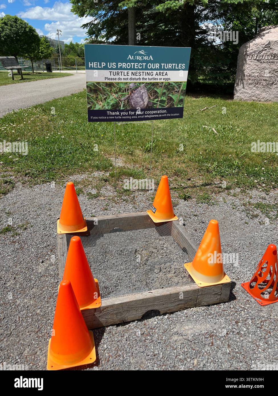 12 giugno 2026 - Aurora, Ontario, Canada: Foto all'aperto a livello degli occhi che mostra la scatola di nidificazione protetta delle tartarughe ricoperta di rete metallica e circondata da t arancione Foto Stock