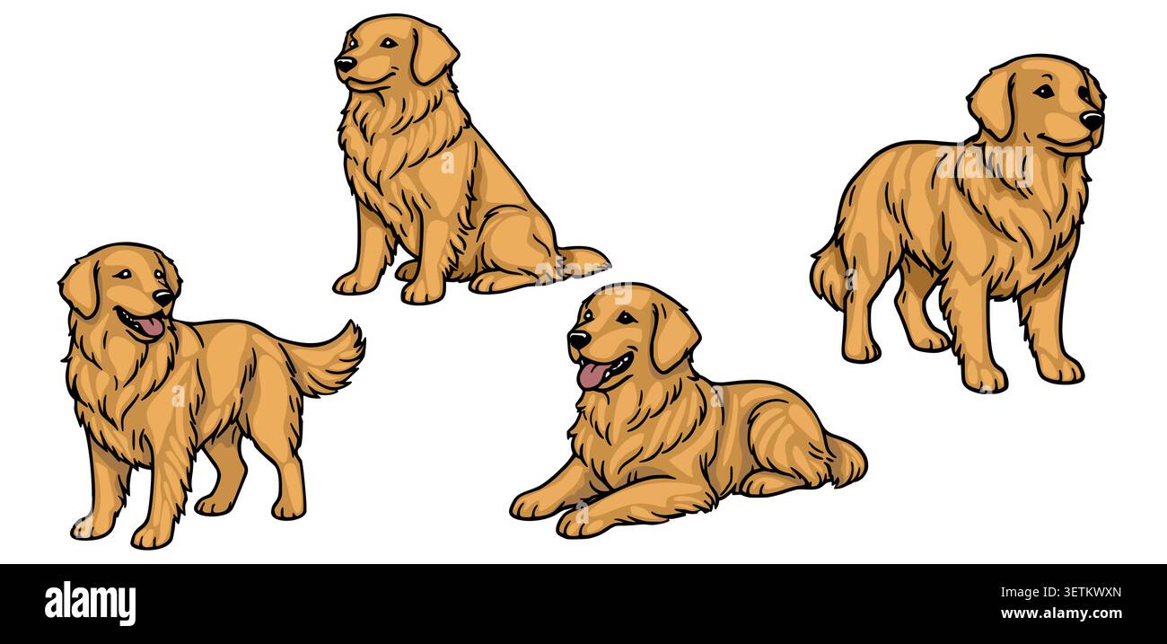 Set di quattro cani Golden retriever in posizioni diverse, illustrazione vettoriale Illustrazione Vettoriale