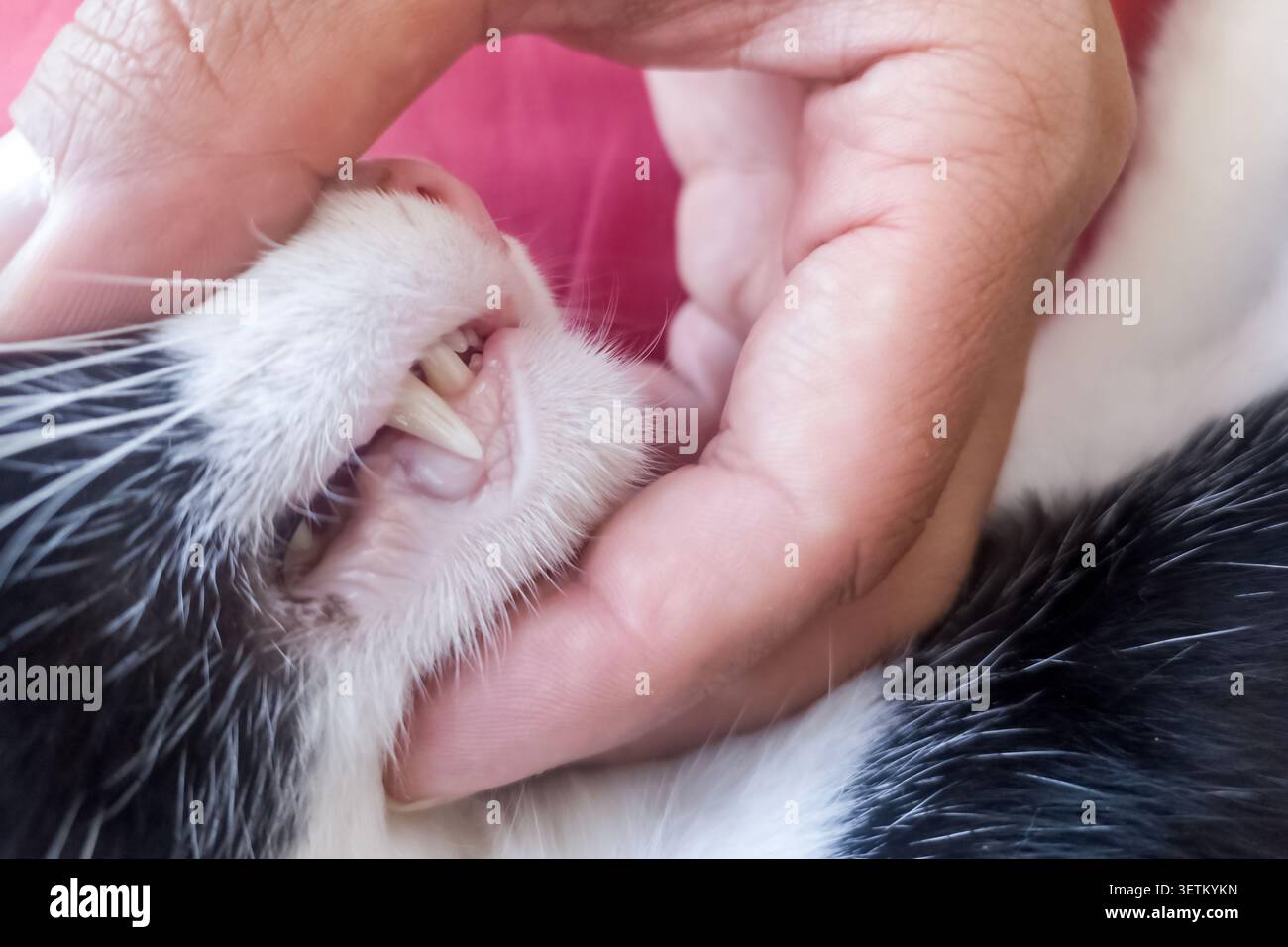 Veterinario che esamina i denti del gatto; controllo dentale dell'animale domestico, assistenza sanitaria felina, ispezione di igiene orale con bocca aperta a visita clinica animale. Foto Stock
