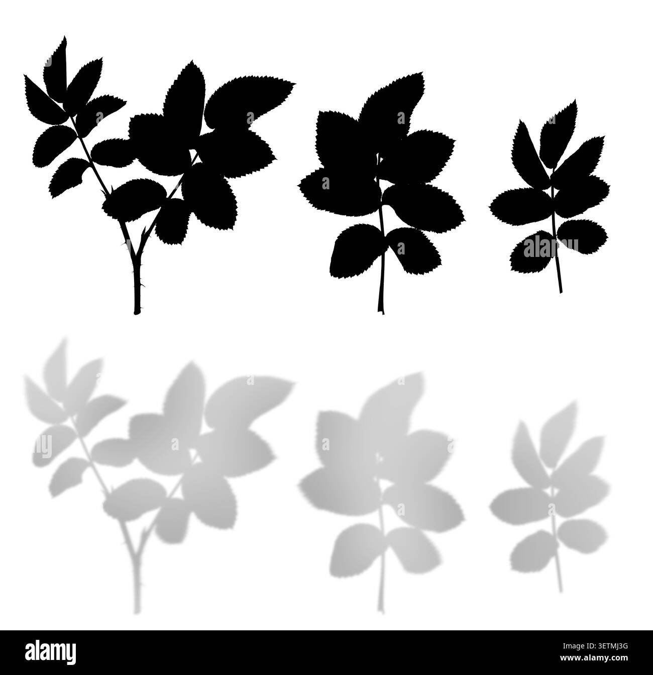 Sagome in foglia Rosehip e ombre morbide isolate su sfondo bianco. Effetto ombra naturale per design grafico, mockup e branding. Foto Stock