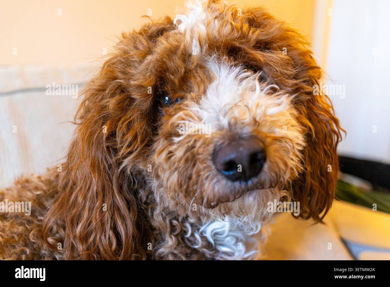 Cucciolo di Bernedoodle, un incrocio tra un cane di montagna bernese e un cane Bernedoodle marrone e bianco Foto Stock