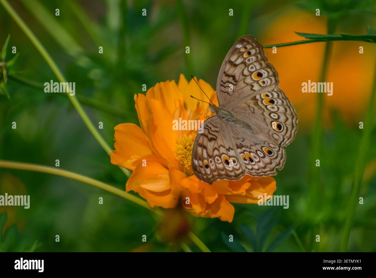 Una farfalla di pansia grigia su un fiore di cosmo arancione. Fotografato nella parte occidentale di Singapore. Immagine ravvicinata. Foto Stock