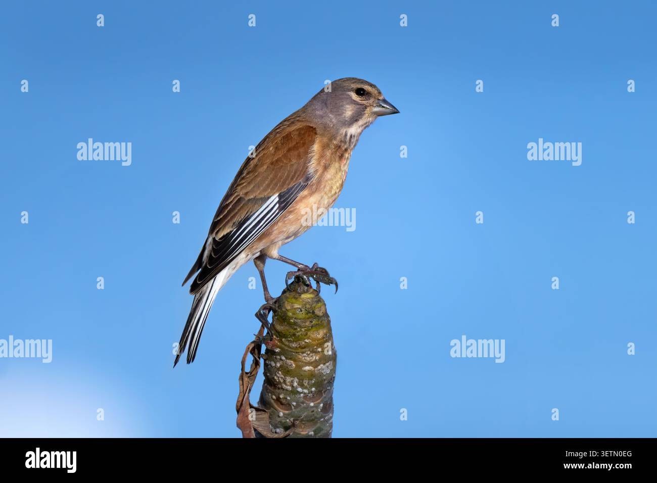 Linnet comune (Linaria cannabina) a gennaio su una pianta appassita a Lanzarote Foto Stock
