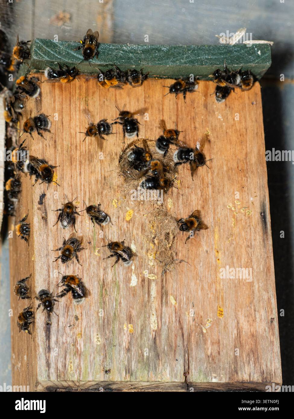 Colonia di bumblebee, Bombus hypnorum, in una scatola per uccelli da giardino. Le api maschili e operaie si muovono all'ingresso per raffreddare il nido. Foto Stock