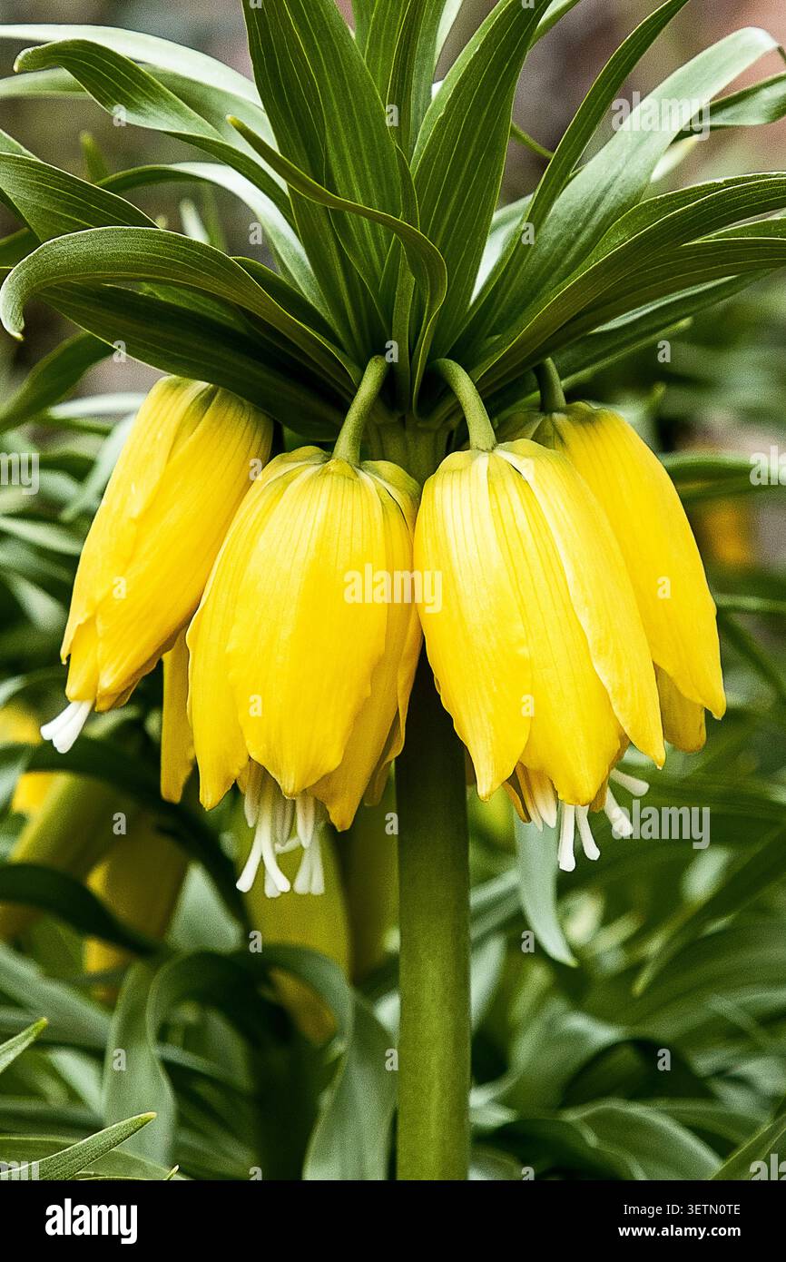 Una Fritillaria Imperialis gialla (Fritilliaria Imperialis) fotografata nel giardino del National Trust presso Felbrigg Hall a Norfolk nel Regno Unito. Foto Stock